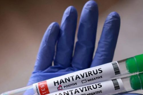 Giới chuyên gia đánh giá virus Hanta không có khả năng gây đại dịch toàn cầu
