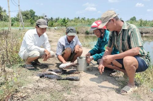 Cà Mau ấn định mốc thời gian bồi thường vụ cá chết do nhiễm mặn thi công sân bay