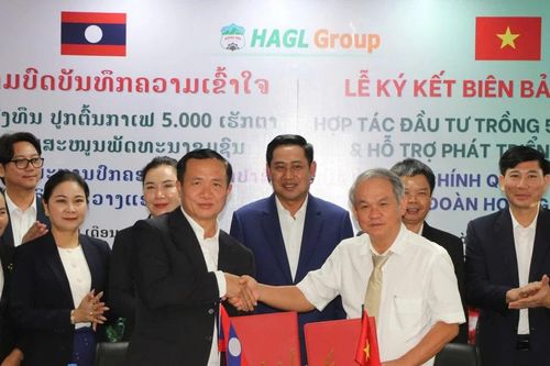 Tập đoàn Hoàng Anh Gia Lai sẽ trồng 5.000 ha cà phê tại Lào