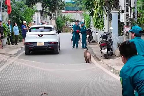 Khỉ hoang đại náo khu dân cư, phá hoại tài sản, tấn công vật nuôi ở Sơn La