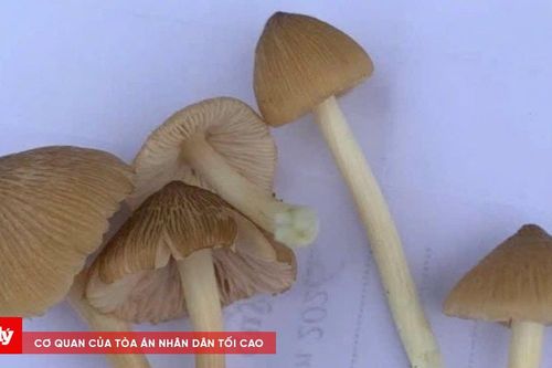 Ăn phải nấm độc, người đàn ông suýt mất mạng