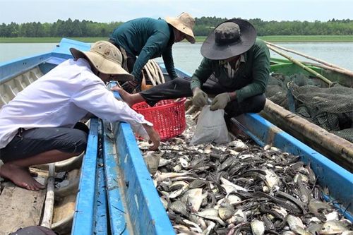 Cá lau kiếng bùng phát ở hồ Dầu Tiếng, ngư dân gặp khó vì nguồn lợi thủy sản suy giảm