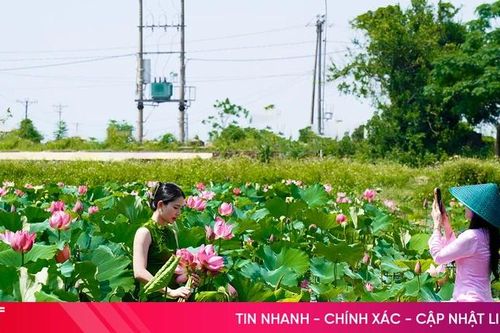 Thức giấc cùng đầm sen tại xã Đan Hải