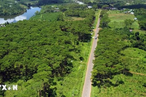 Tránh biến động, xáo trộn khi quy hoạch lâm nghiệp quốc gia thời kỳ 2021-2030