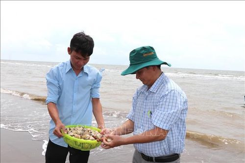 Nghề nuôi nghêu Vĩnh Long đối diện nguy cơ suy giảm hiệu quả