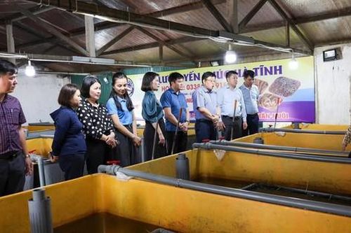 Khởi nghiệp với mô hình nuôi lươn không bùn, người phụ nữ ngồi chờ hái 'quả ngọt'