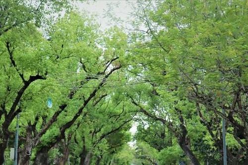 Huế trước bài toán đặt tên đường trong đô thị di sản hiện đại