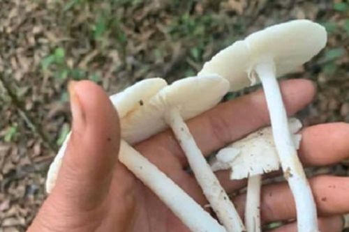Hái nấm trong rừng về ăn, nhiều người nhập viện vì suy đa tạng