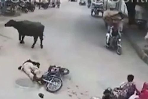 Trâu bất ngờ lao như 'tên bắn', húc văng người đi xe máy giữa ngã ba