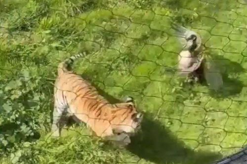Cả sở thú sửng sốt khi ngỗng lao vào tấn công hổ