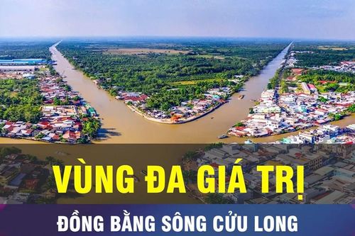 Vùng đồng bằng sông Cửu Long làm nhiều hơn, bán cao hơn