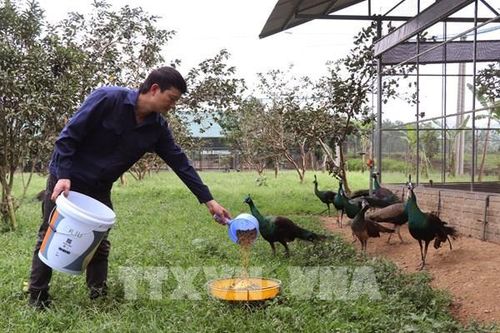 Tỷ phú vùng cao và 'phép màu' từ chuồng trại