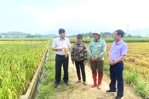 Kiểm tra thực tế và đánh giá năng suất lúa vụ xuân năm 2026