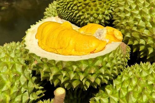 Giá sầu riêng hôm nay 11/5/2026 xuống thấp, nhiều nhà vườn tại Cần Thơ mang sầu riêng ra vỉa hè
