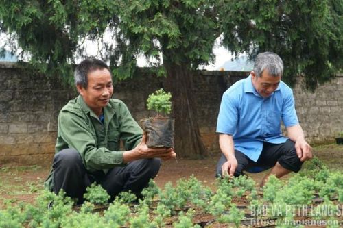 Mã số mở lối cho hoàng đàn ở Vạn Linh