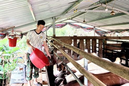 Nuôi dê Thái Lan tạo sinh kế bền vững