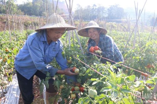 Kỳ Lừa 'đỏ' vụ cà chua