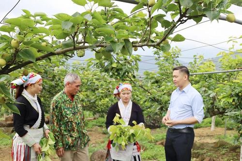 Mường Hum nâng cao giá trị cây lê