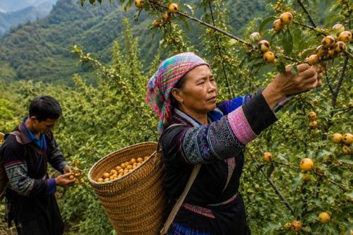 Gỡ khó cho cây sơn tra Nậm Có
