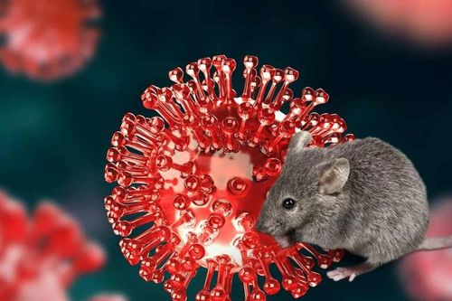 Việt Nam đủ năng lực xét nghiệm virus Hanta, cảnh báo nguy cơ lây nhiễm từ chuột