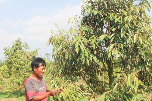 Đồng bào K'ho mạnh dạn chuyển đổi cơ cấu cây trồng