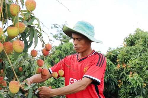 Đánh thức tiềm năng nông nghiệp trên vùng đất núi lửa phía Tây Lâm Đồng