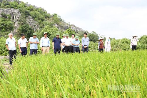 Đồng chí Phó Chủ tịch UBND tỉnh Trần Anh Dũng kiểm tra sản xuất vụ Xuân năm 2026
