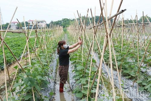 Hợp tác xã An Hòa - điểm sáng thi đua phát triển nông nghiệp bền vững