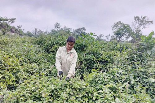 Triển vọng cây ba kích tím