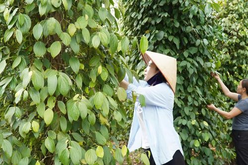 Sức sống vùng Cùa