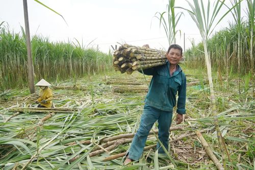 Mùa mía 'ngọt' trên đất Nam Trạch