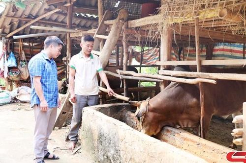 Chiềng La mở rộng chăn nuôi gia súc