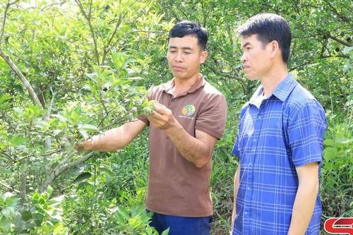 Vươn lên làm giàu trên đất dốc