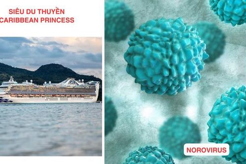 Norovirus: Nỗi ám ảnh của những hải trình triệu đô