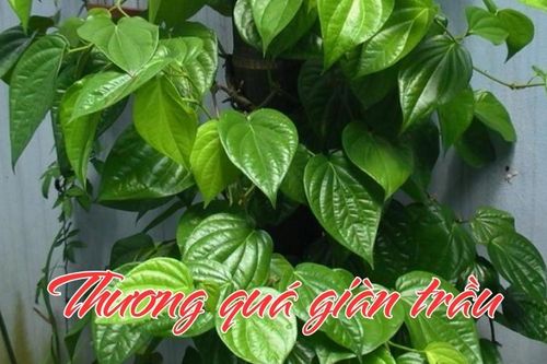 Thương quá giàn trầu