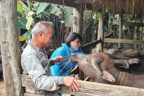 Cấp hơn 64.000 liều vắc xin tiêm phòng cho vật nuôi đợt 1/2026