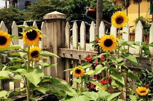 Hoa hướng dương có nên trồng trong nhà không?