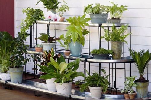 Nhà chật vẫn thích trồng cây? Đừng phạm 5 sai lầm này