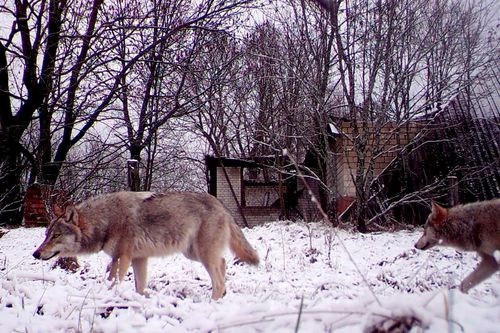 Sói hoang ở 'đất chết' Chernobyl tiến hóa, giới khoa học phát hiện dị thường