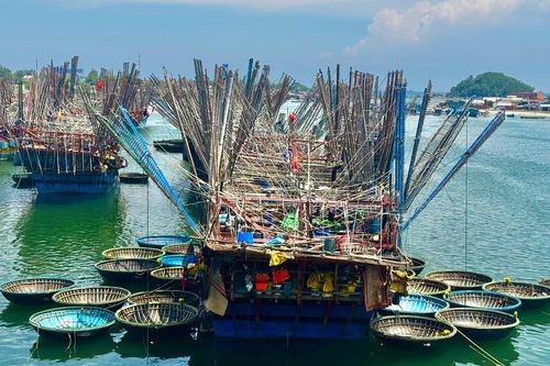 Ngư dân Quảng Ngãi 'thắng lớn' nhờ mực xà chạm giá kỷ lục