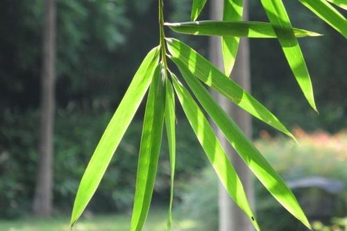 Tác dụng chữa bệnh của lá tre