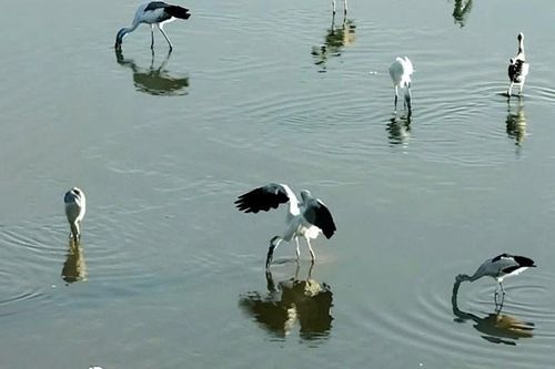 Quảng Ngãi thông tin 'sếu cổ đen' tại đầm La Băng thực tế là đàn cò nhạn di cư