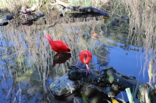 Tham quan London Zoo, vườn thú khoa học lâu đời nhất thế giới