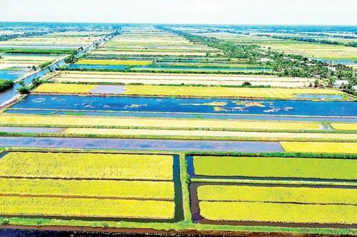 Mùa vàng trên vùng đất mặn