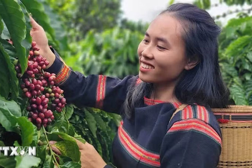 Bản tin nông sản hôm nay (12-5): Giá cà phê giảm nhẹ