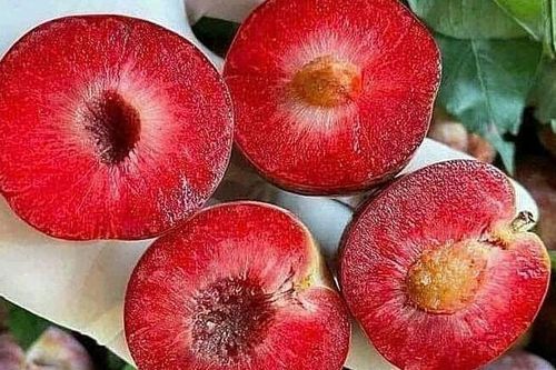 Mận hậu ra nước ngoài thành hàng đắt đỏ, giá chạm ngưỡng 700.000 đồng/kg