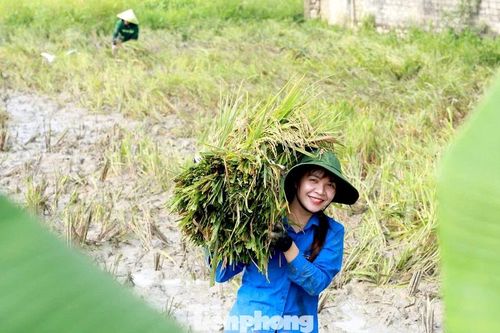 Màu áo xanh giữa mùa vàng trên đồng quê xứ Nghệ