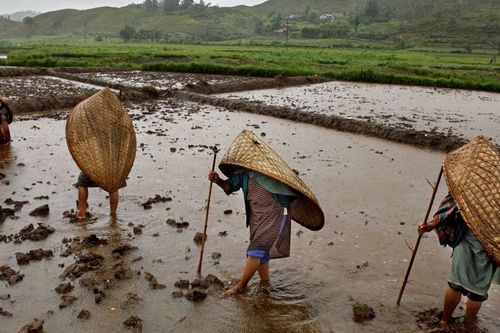Ngôi làng nhiều mưa nhất thế giới, dân phủ cỏ mái nhà để giảm tiếng ồn