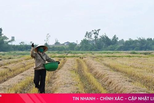 Ứng dụng công nghệ sinh học biến rơm rạ thành phân bón hữu cơ