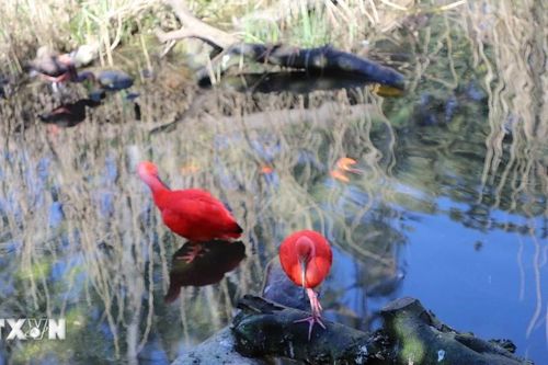 Tham quan London Zoo - vườn thú khoa học lâu đời nhất thế giới